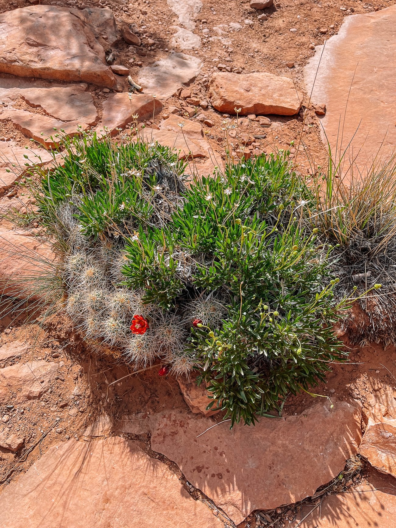 desert wildflower