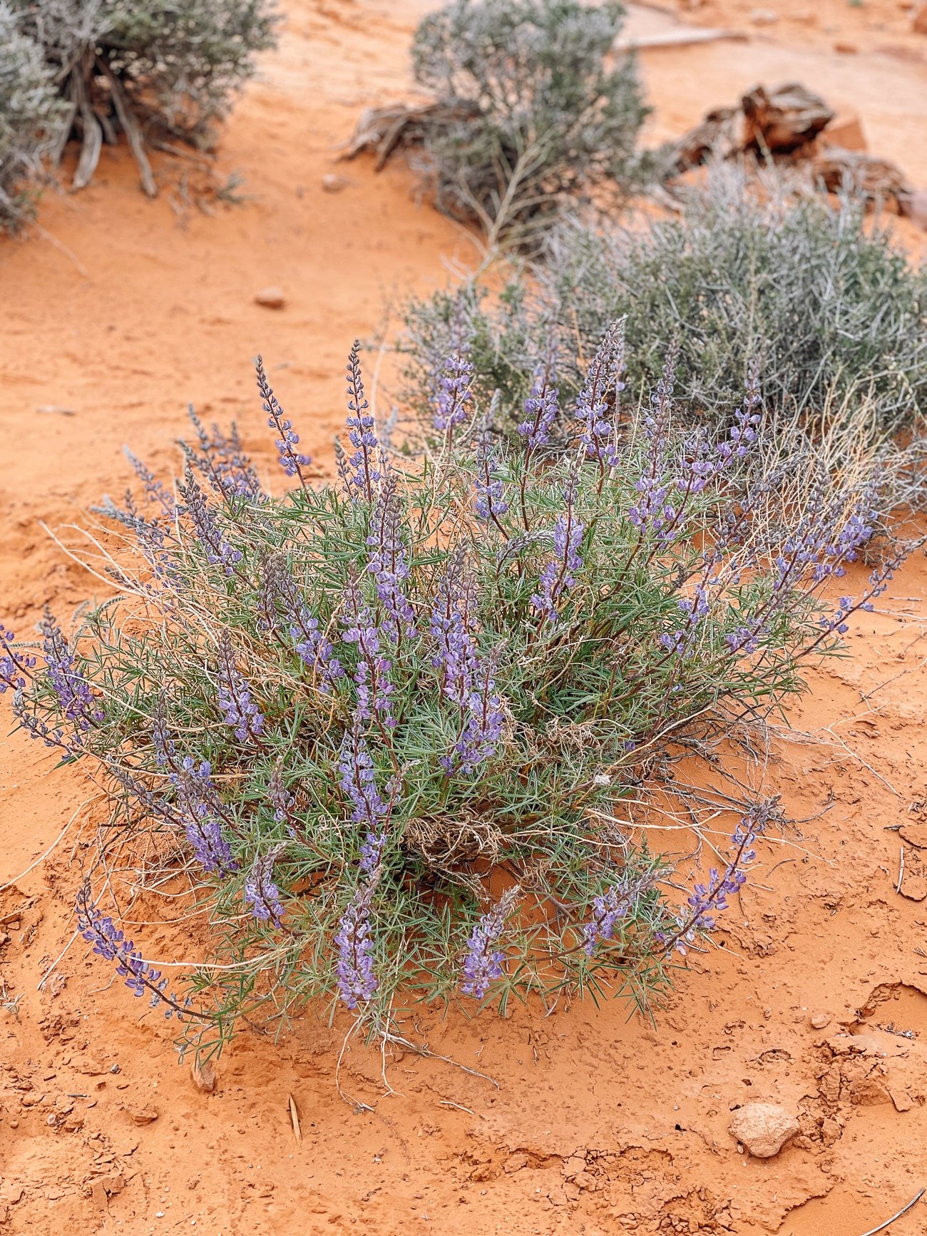desert wildflower