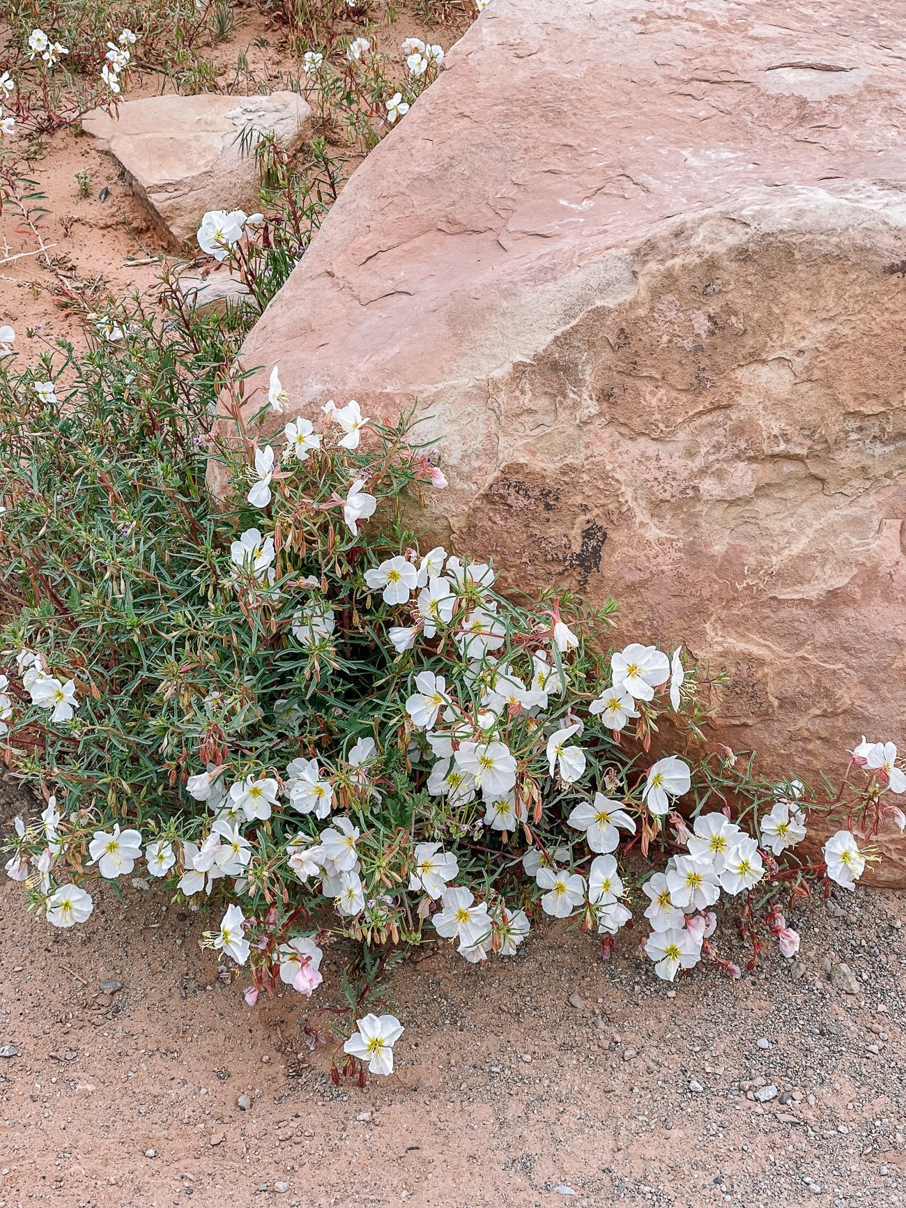 desert wildflower