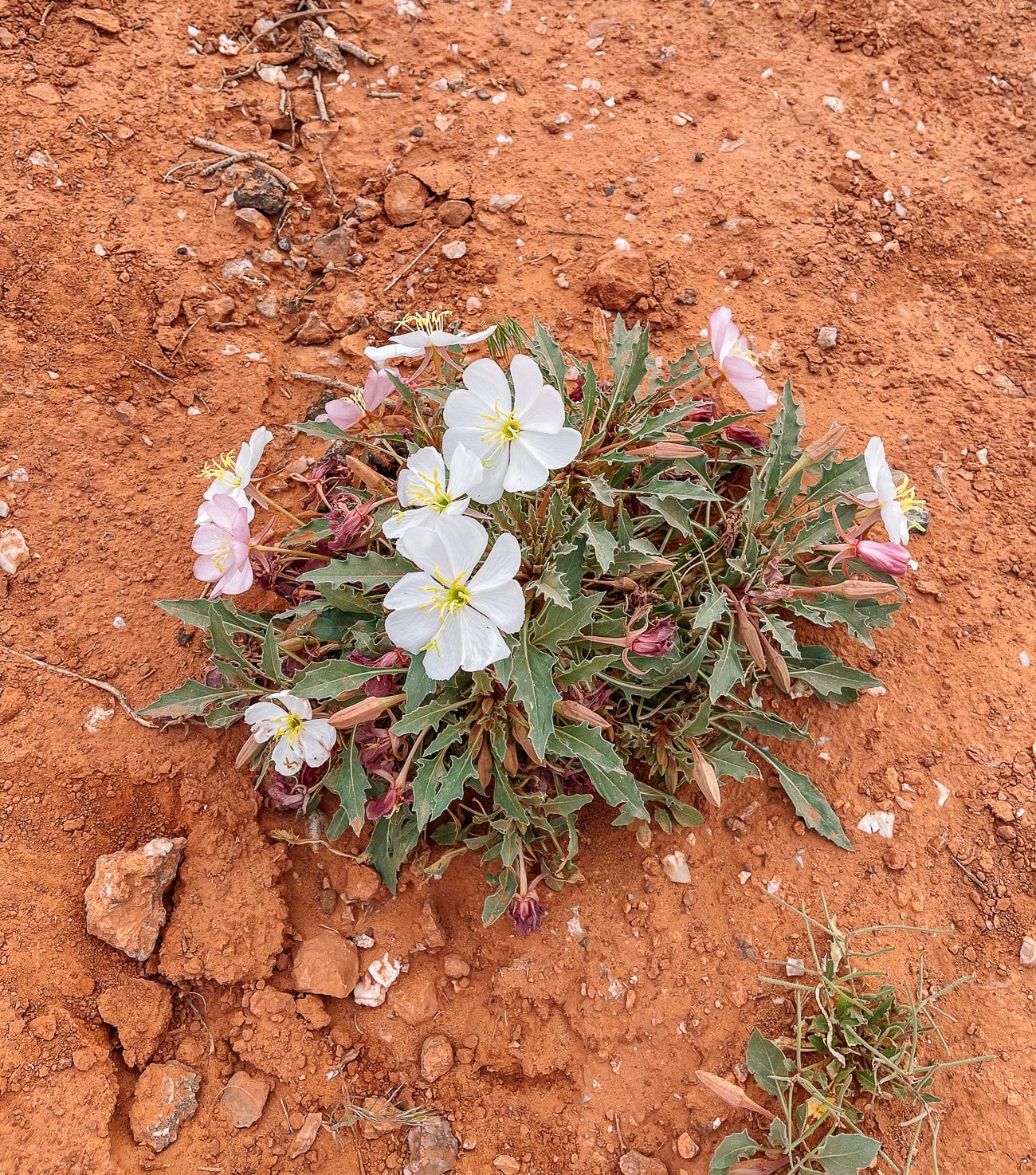 desert wildflower