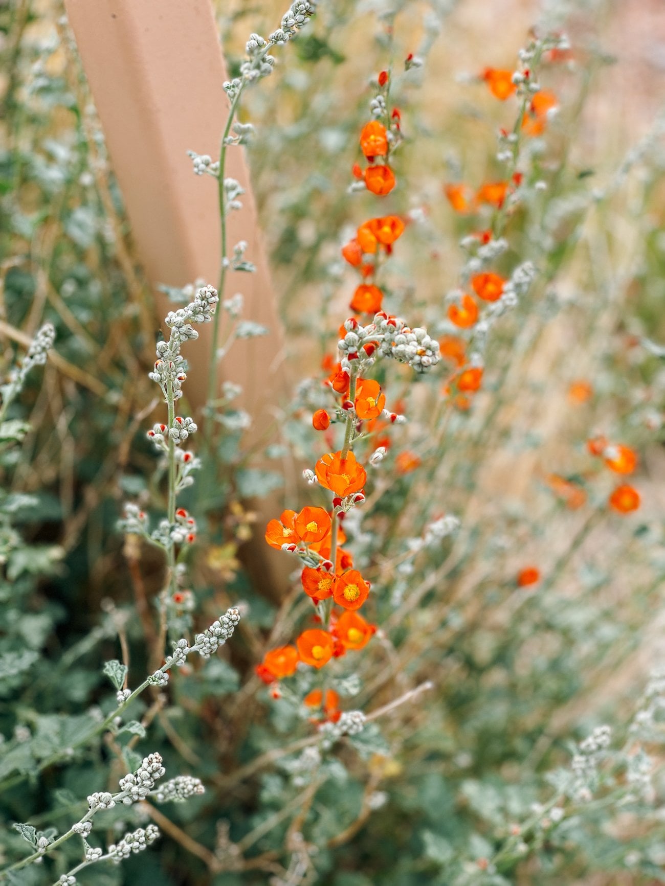 desert wildflower