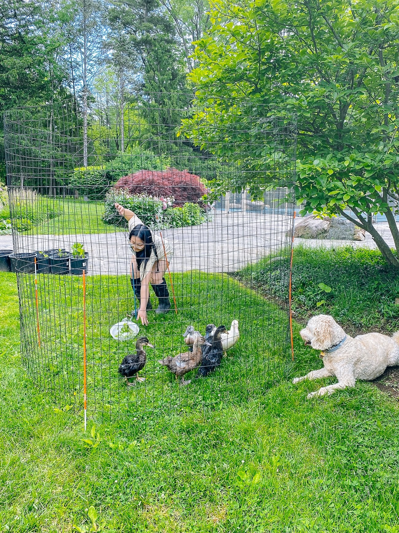 ducklings outside in pen