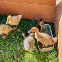 Ducklings outside in grass