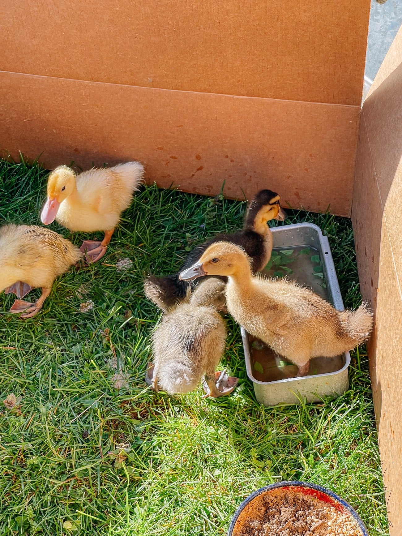 Raising Ducks: Our Experience!