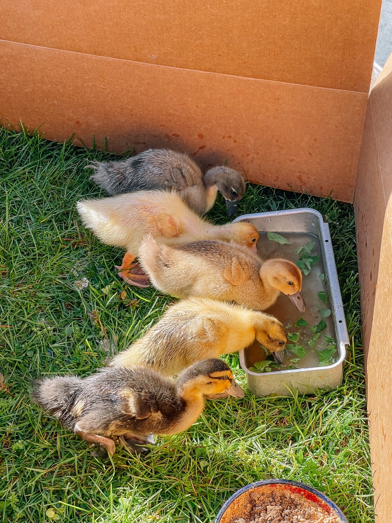 ducklings outside