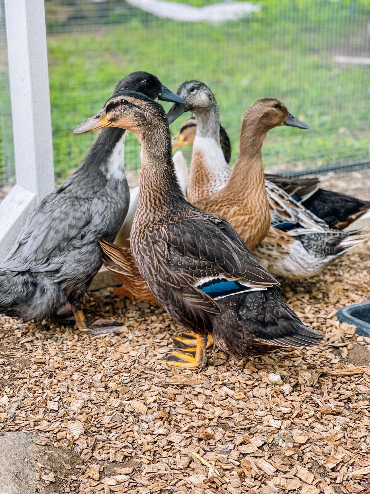 young Rouen duck with blue wing feathers