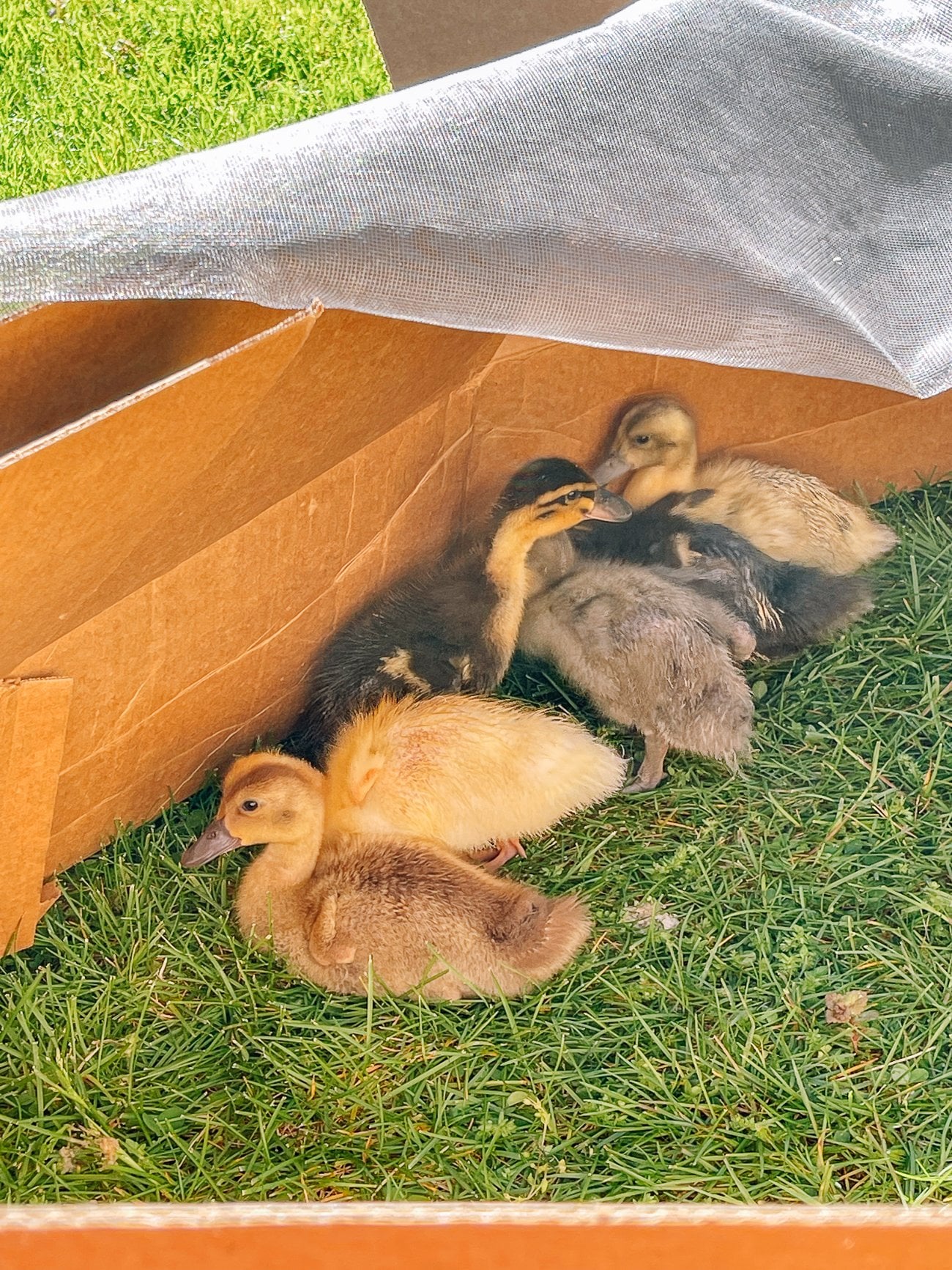 ducklings outside
