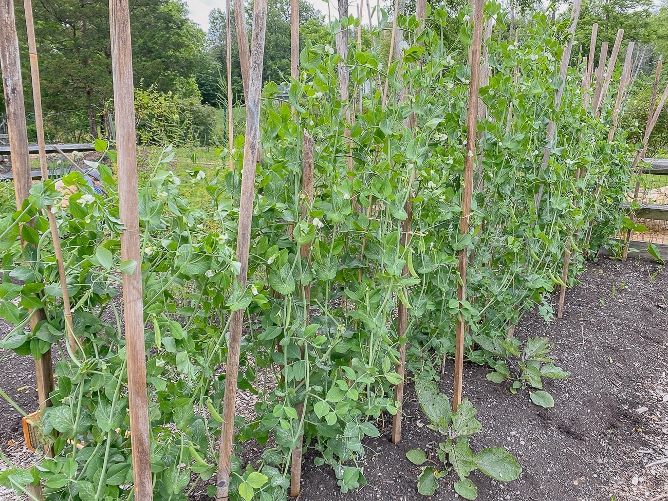 snap peas growing