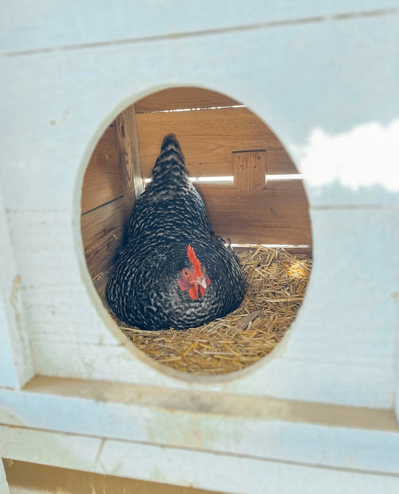 Barred rock hen in nesting box