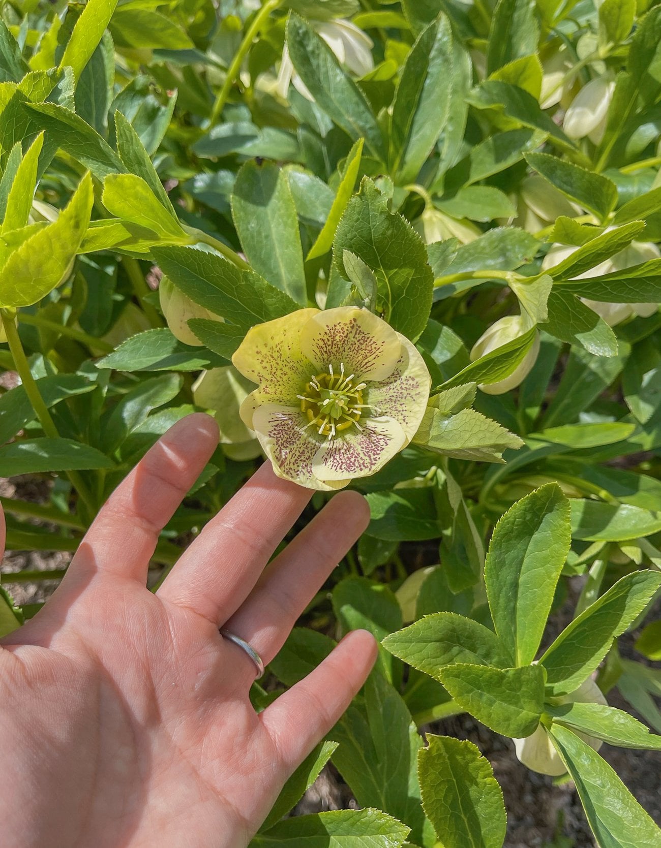 lime green hellebore