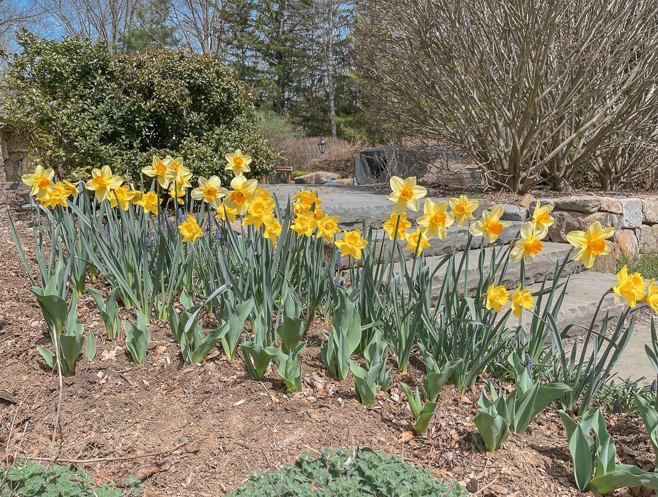daffodils
