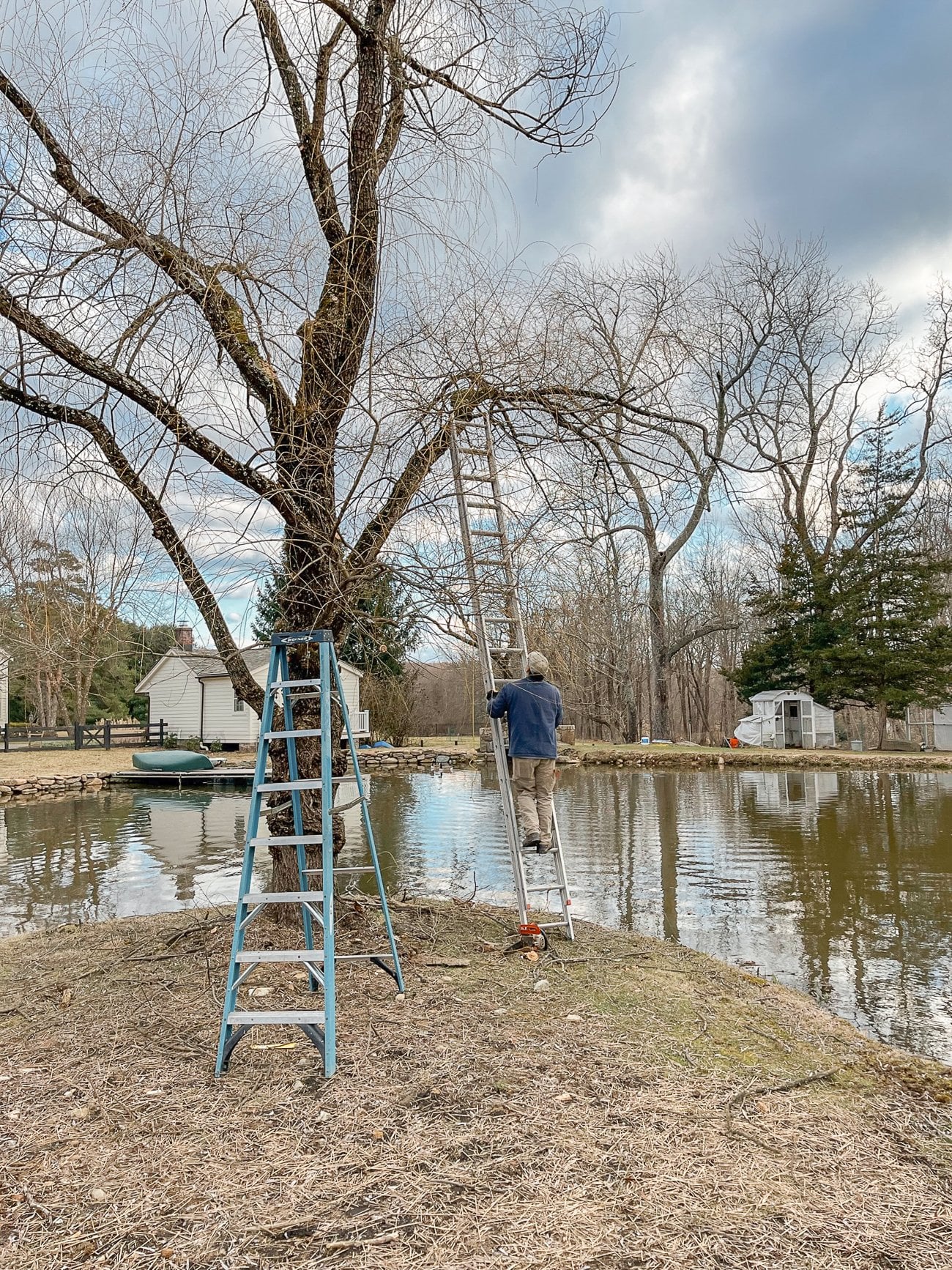 Pruning willow tree