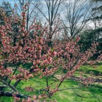 Peach Tree Blossoms