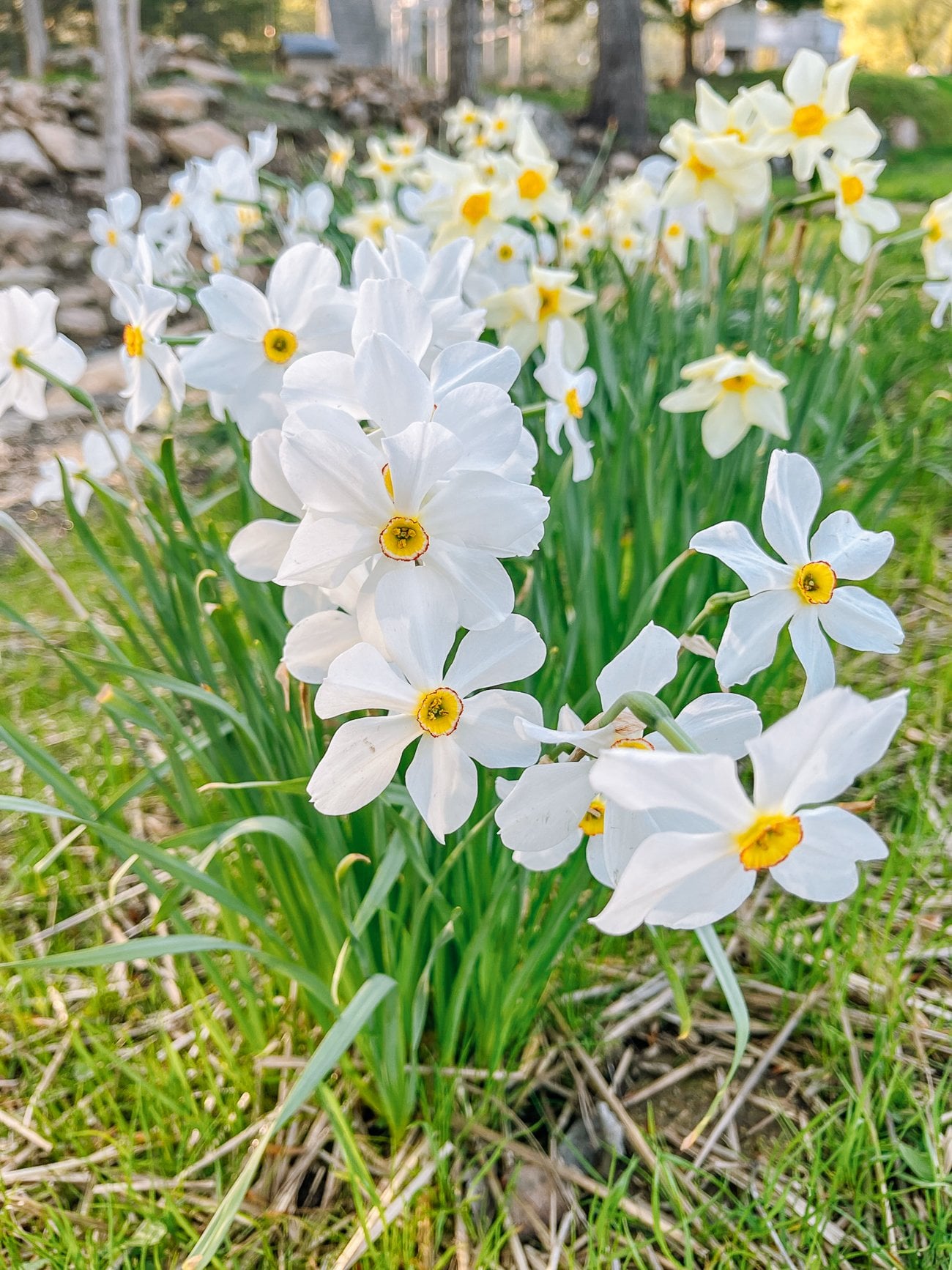 white daffodils