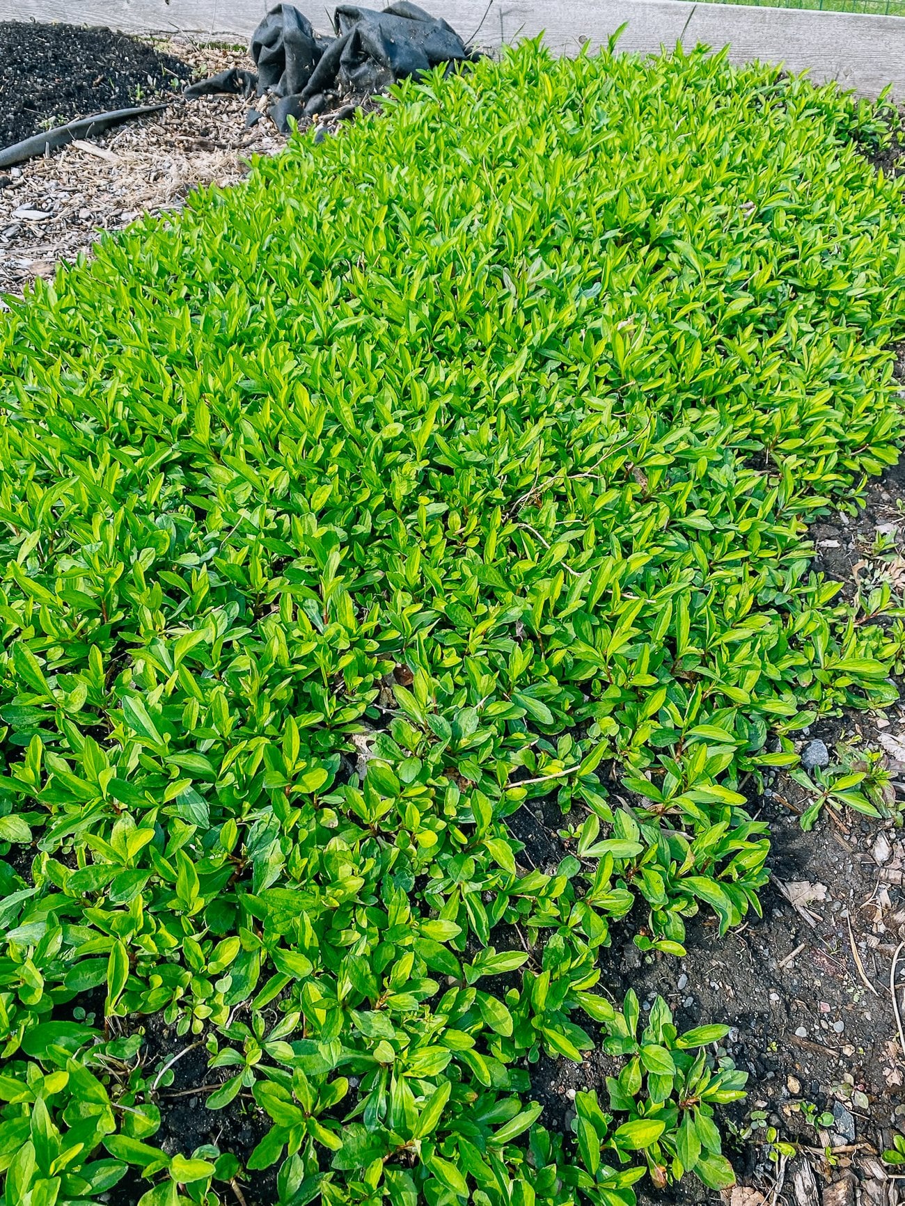 malantou growing in garden