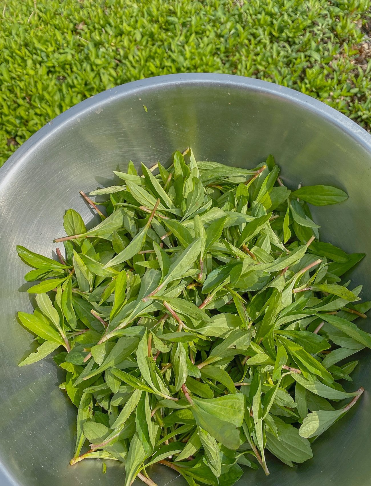harvested malantou in metal bowl