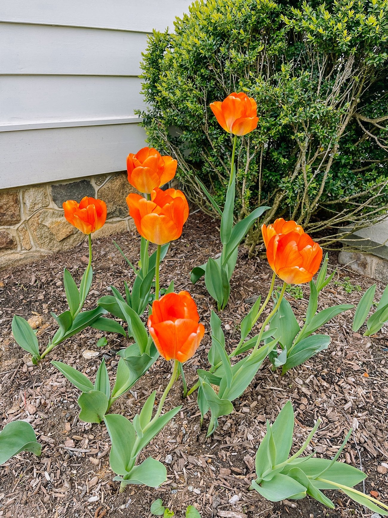orange tulips
