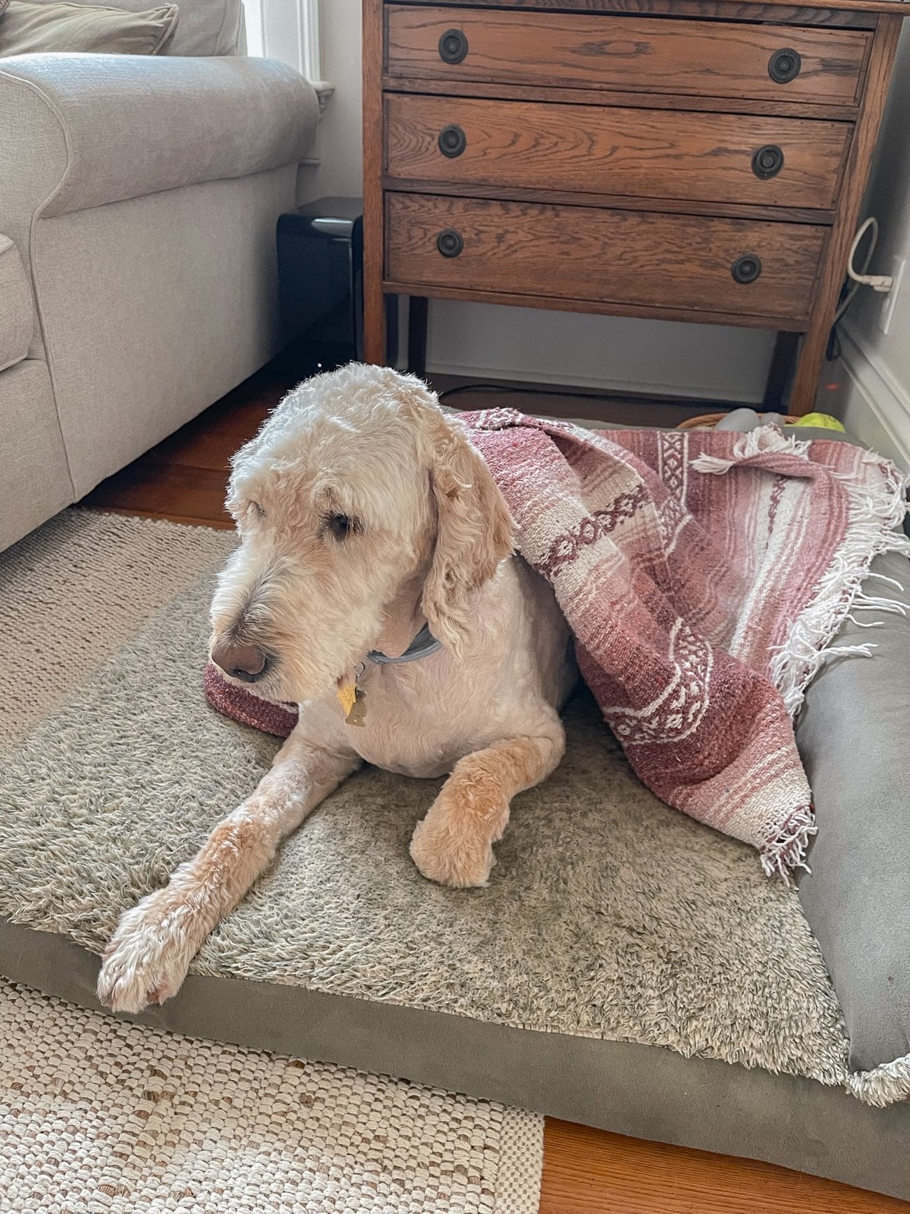 Spring Barley the Goldendoodle