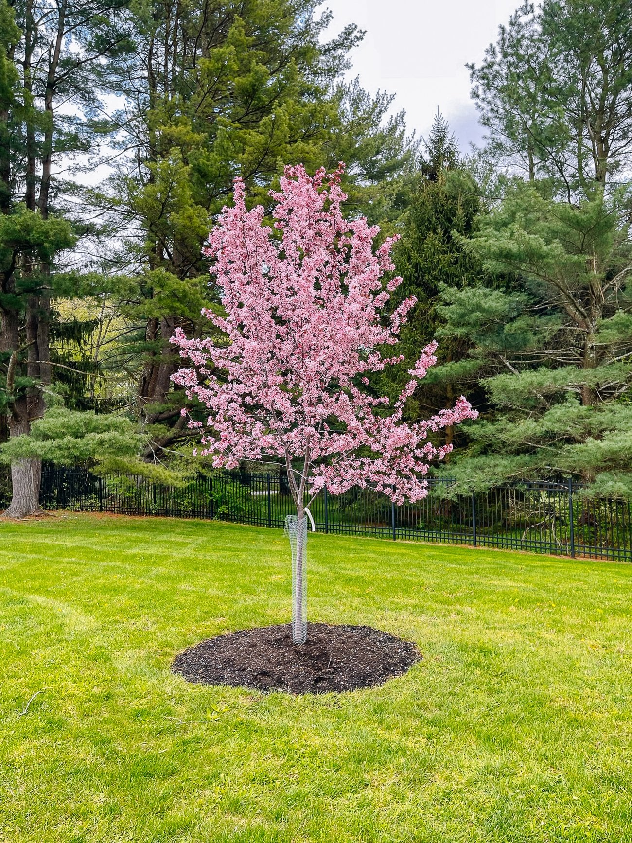 flowering cherry tree