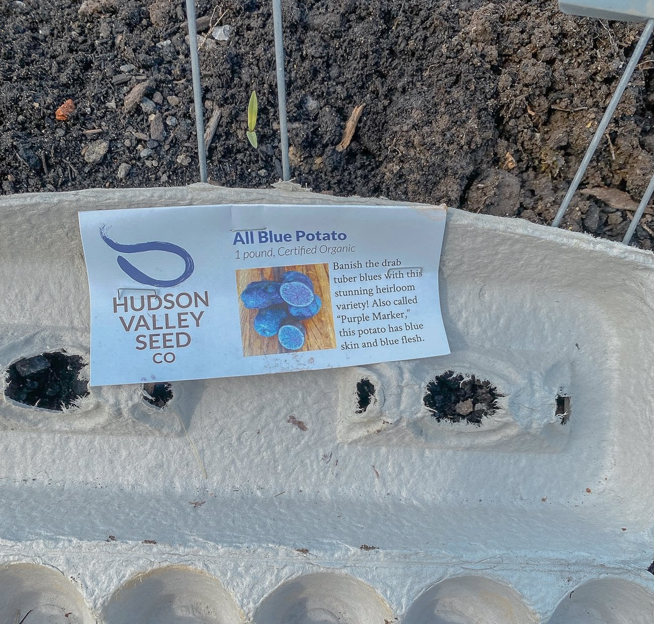 All Blue potato label from Hudson Valley Seed Co.