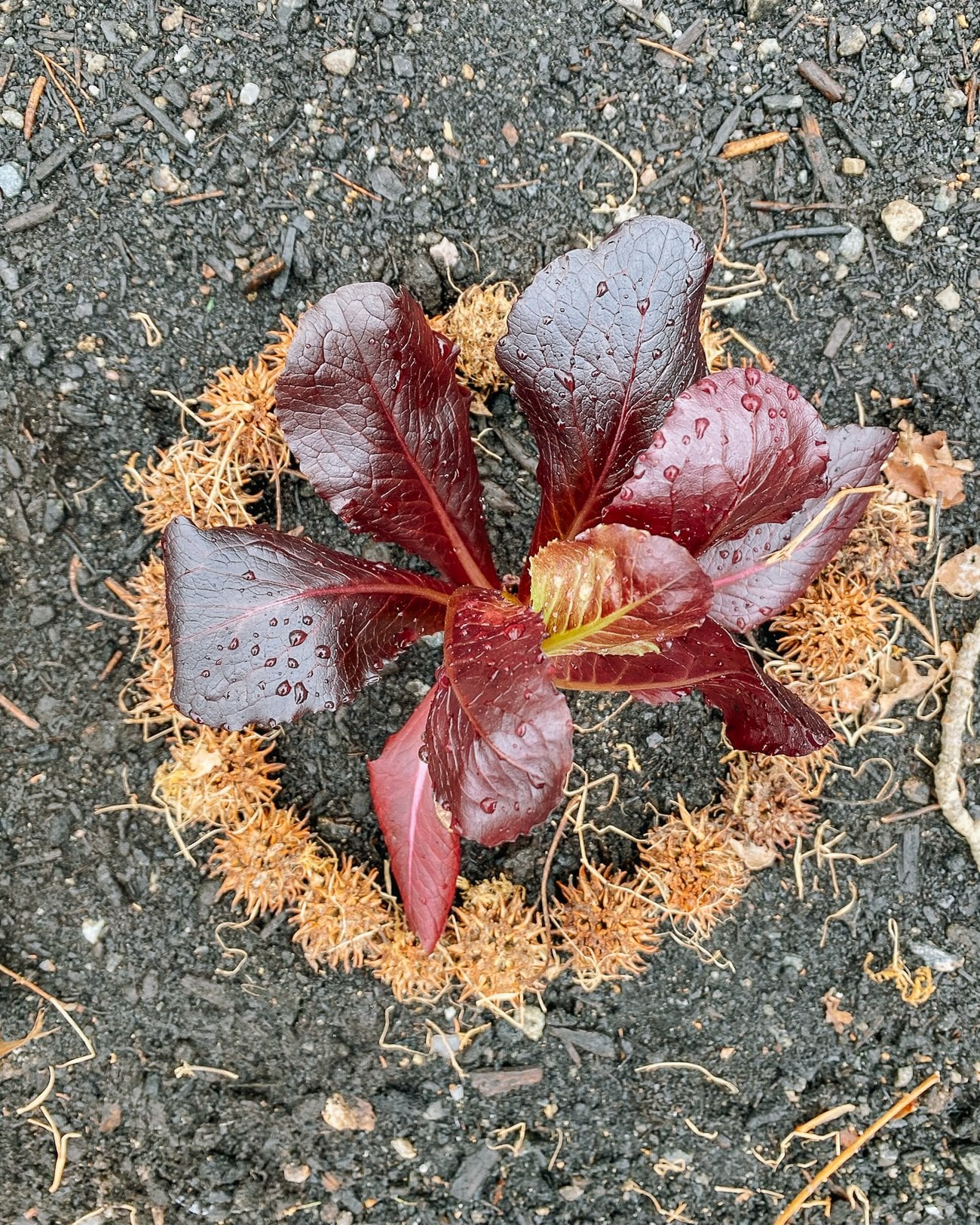 Lettuce with sweet gum tree spiky balls around it in the garden