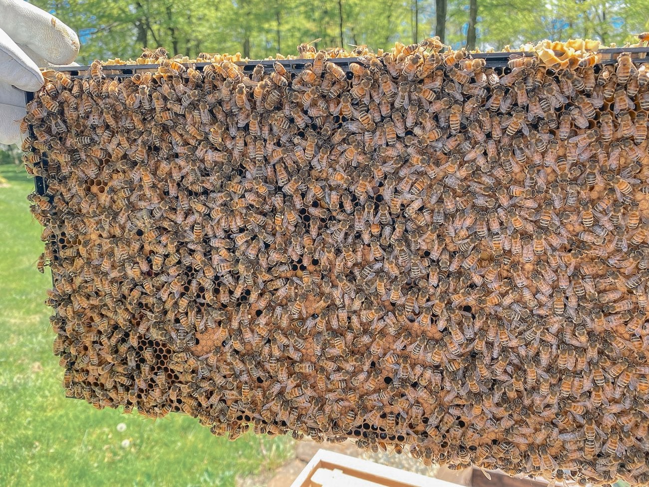 bees on frame