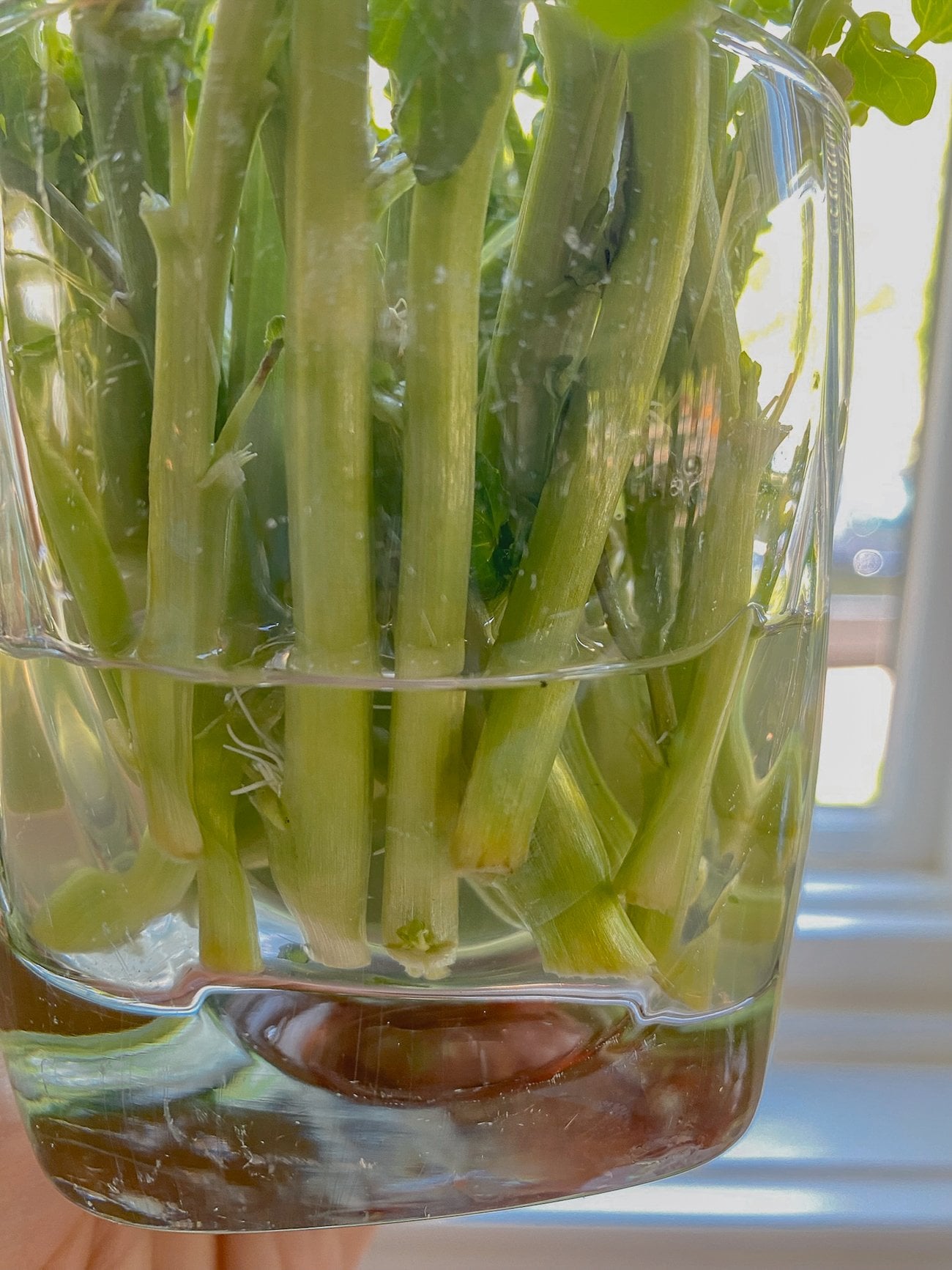 rooting watercress in water