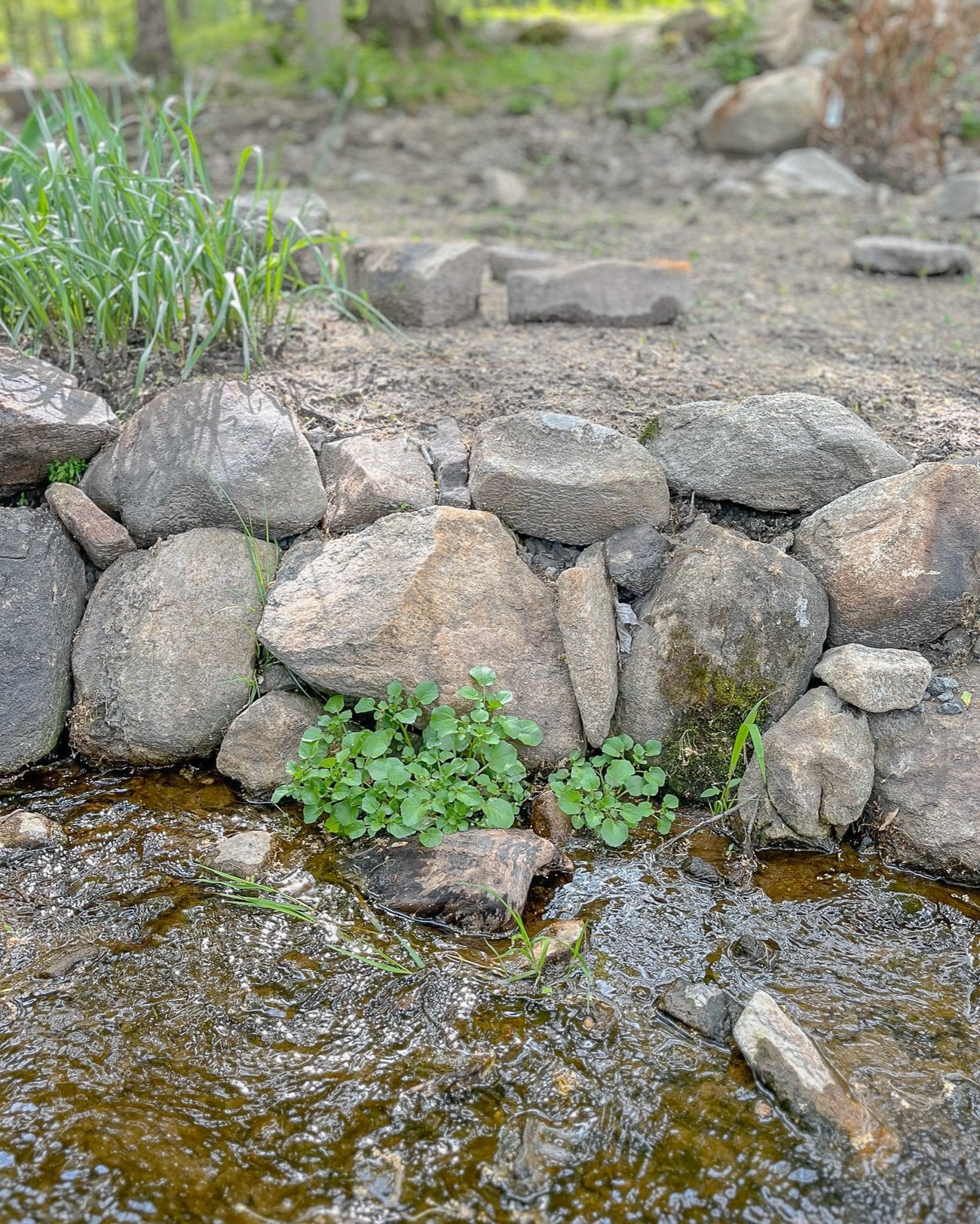 watercress growing in stream