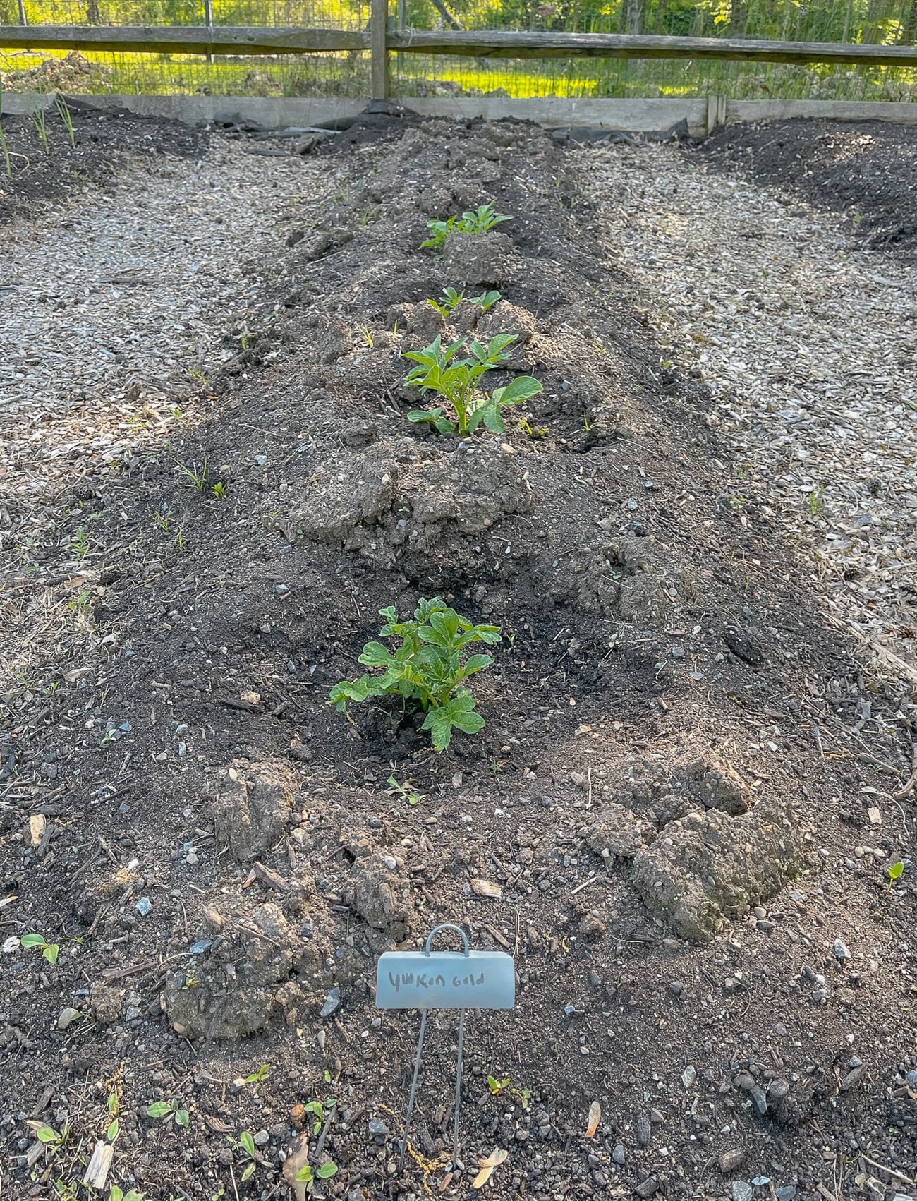 young potato plants