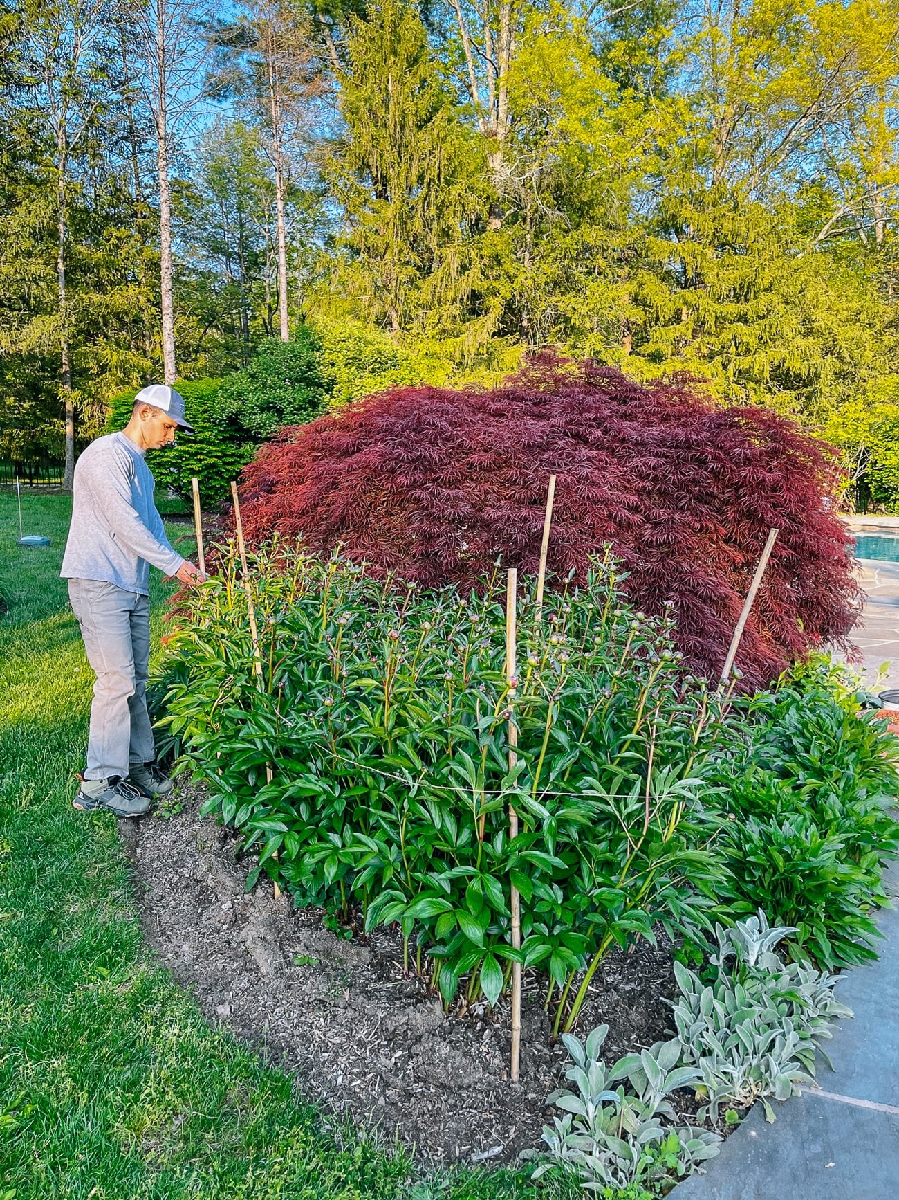 staking peony plants