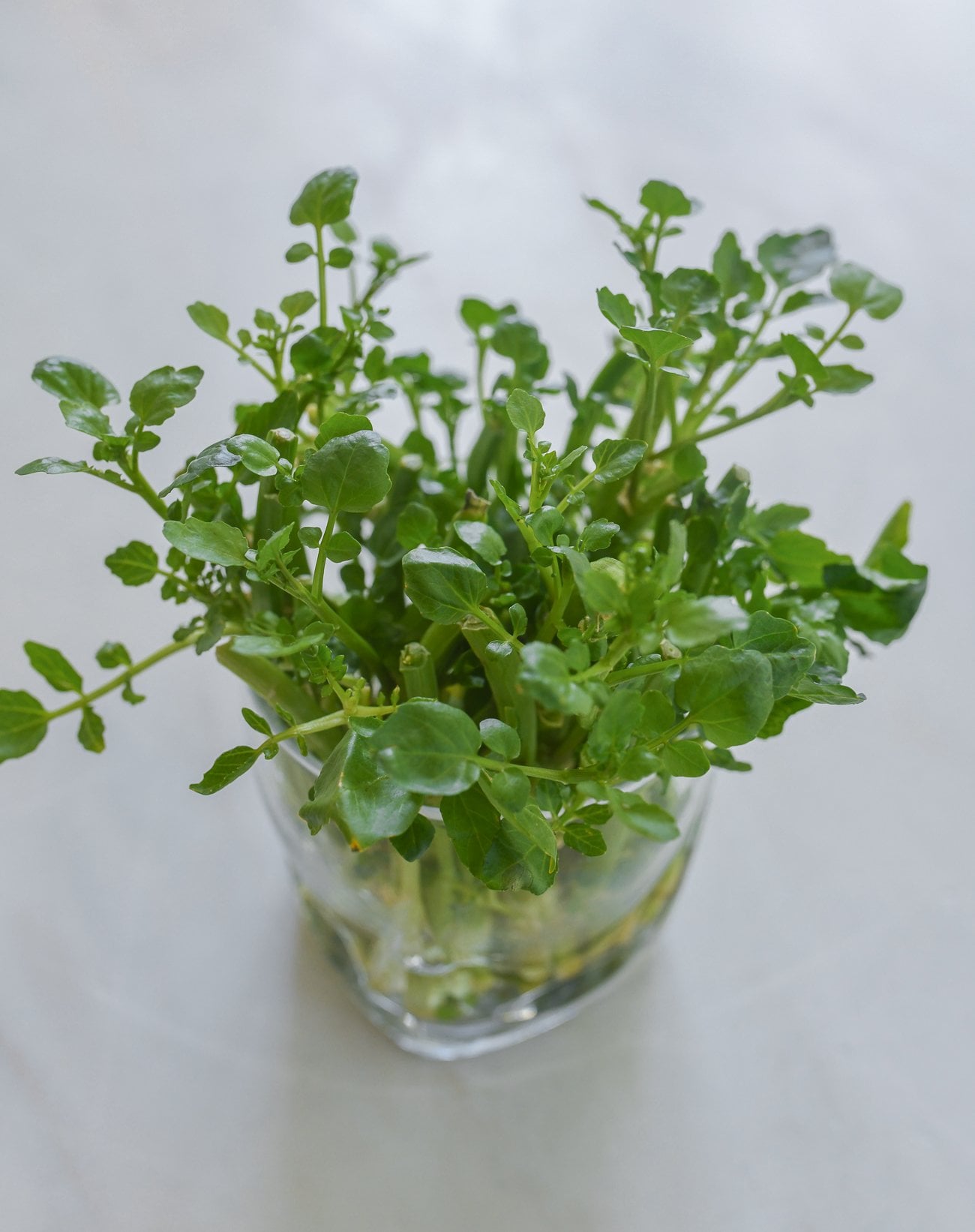 rooting watercress in water