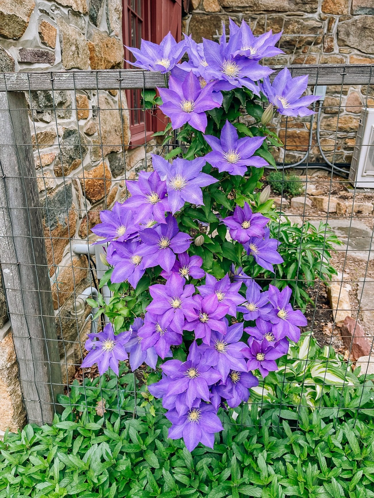 purple early flowering clematis