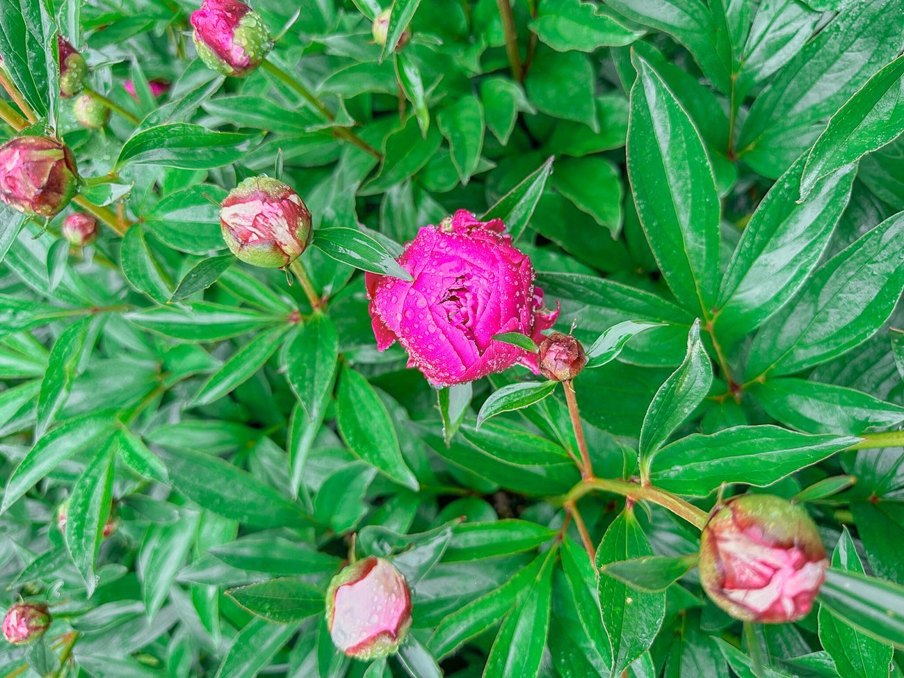 pink peony about to open