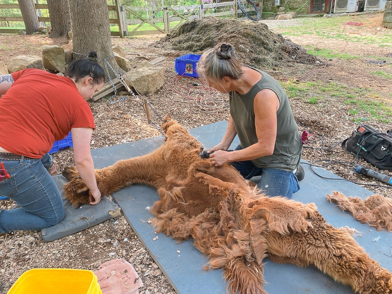 alpaca getting sheared