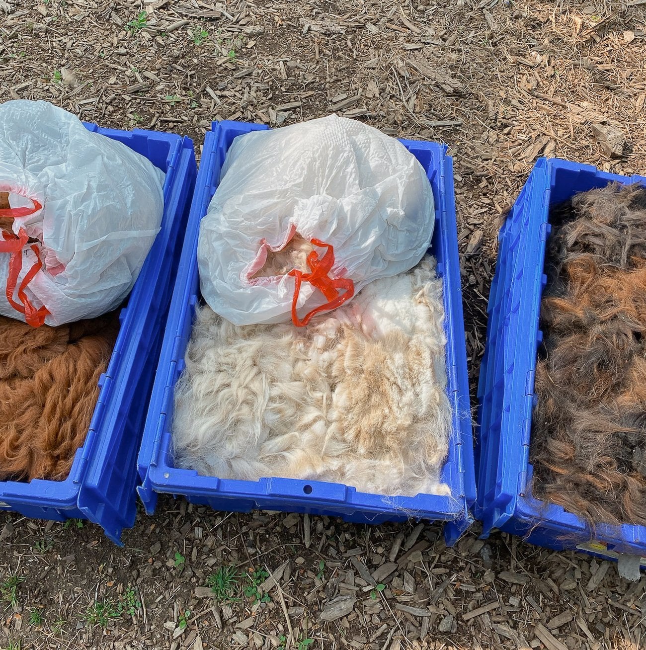 collected fiber after shearing
