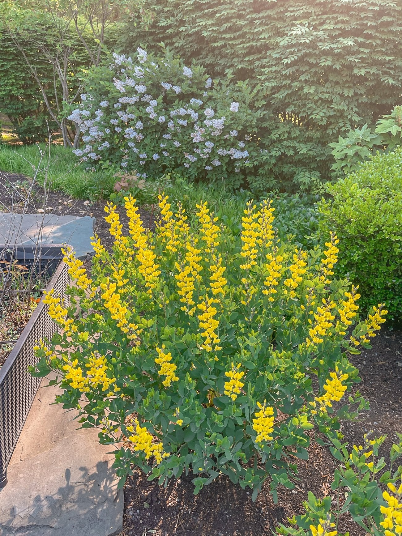 yellow baptisia in flower