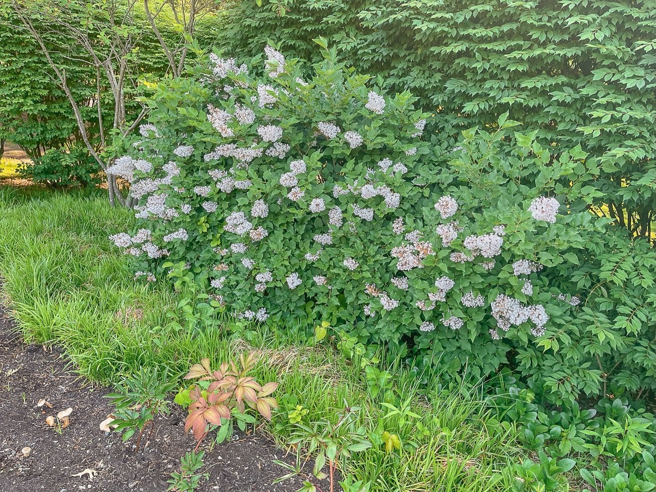 lilac bush