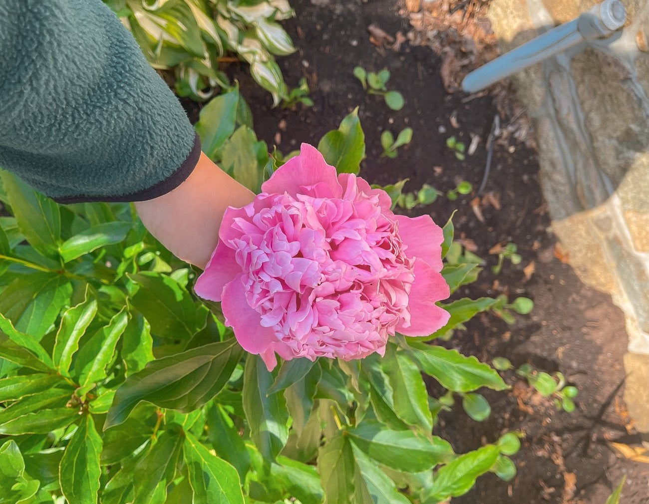 pink peony growing