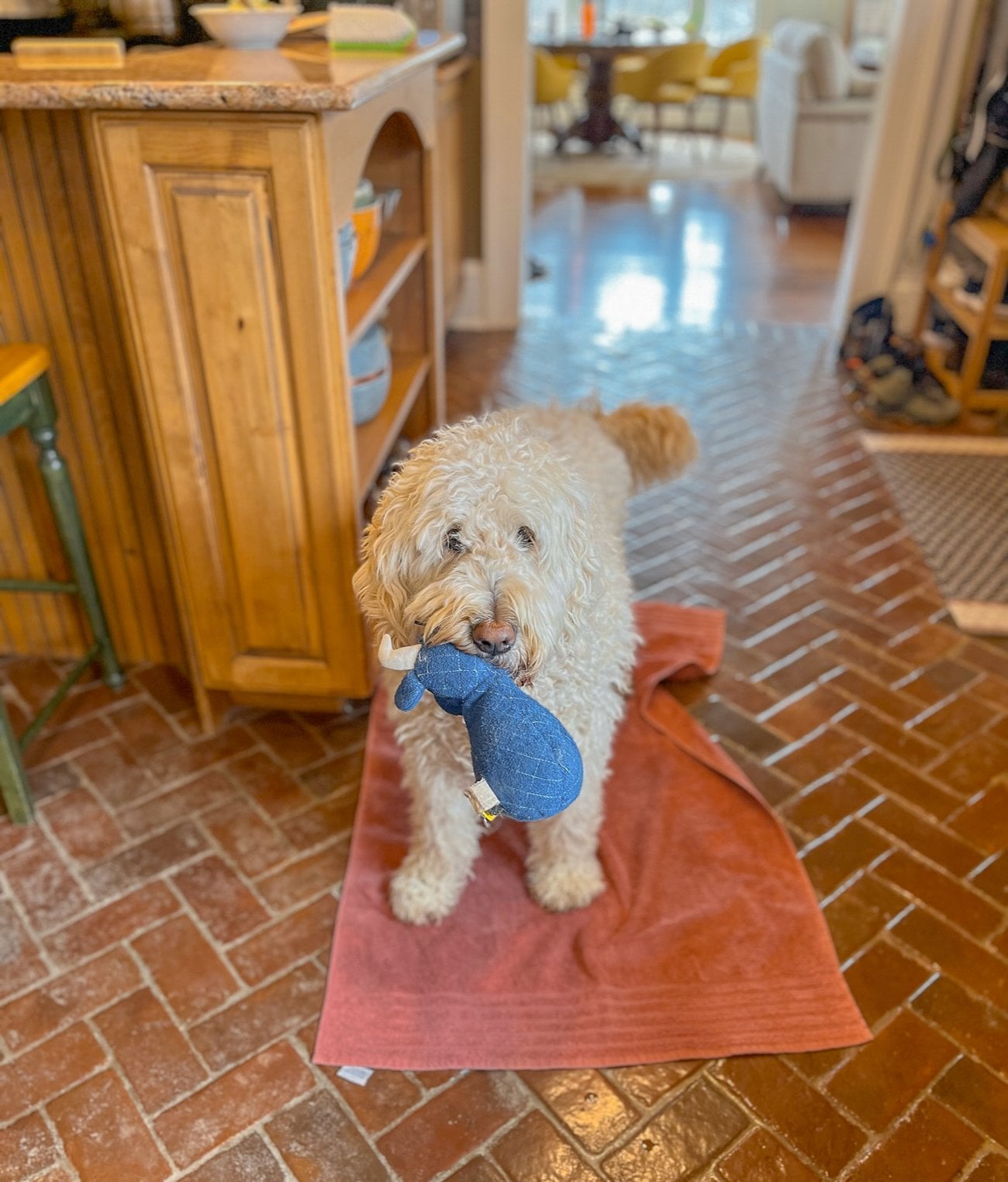 Winter Barley the Goldendoodle with fluffy coat