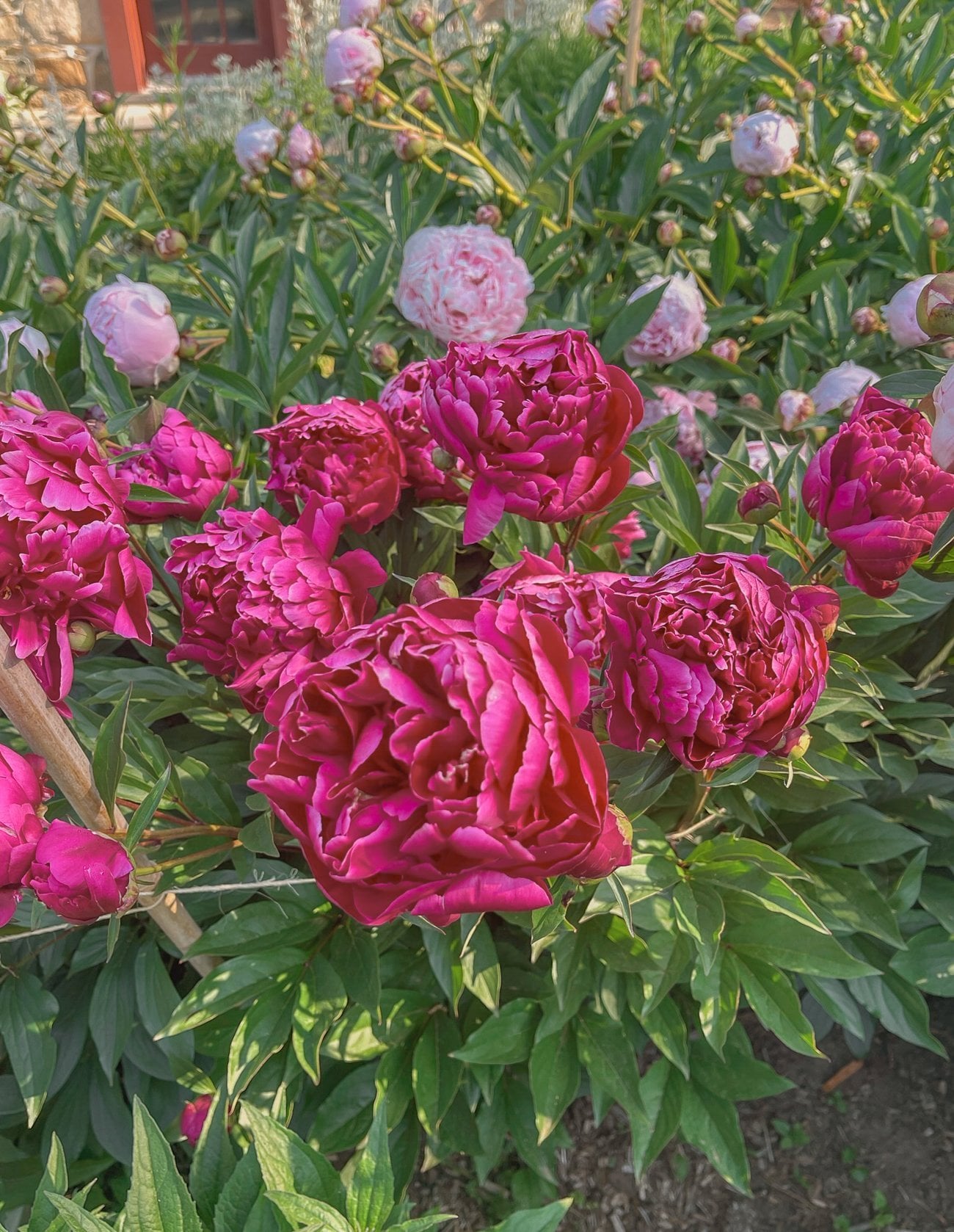 deep pink peonies
