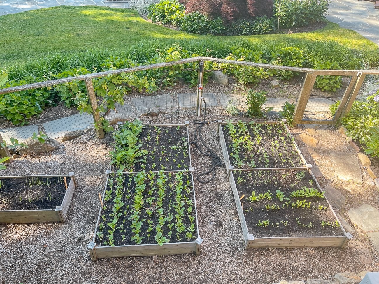 Kitchen garden raised beds