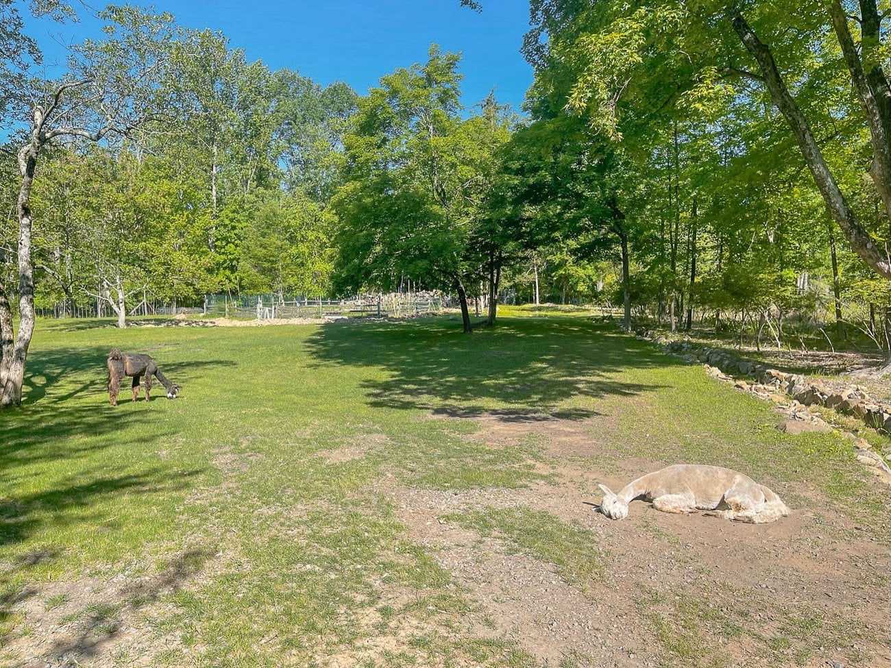 Bessie the alpaca sleeping in the sun