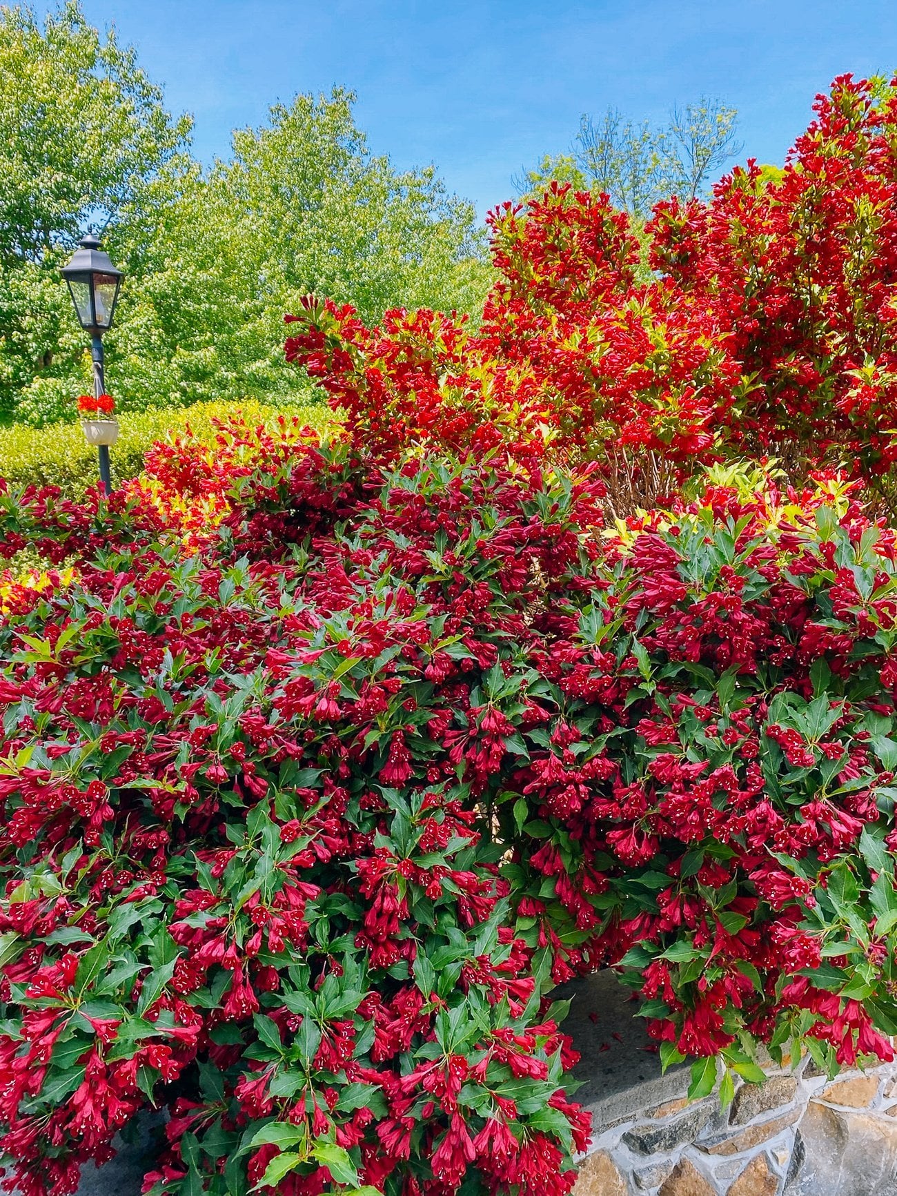 Weigela bush in flower