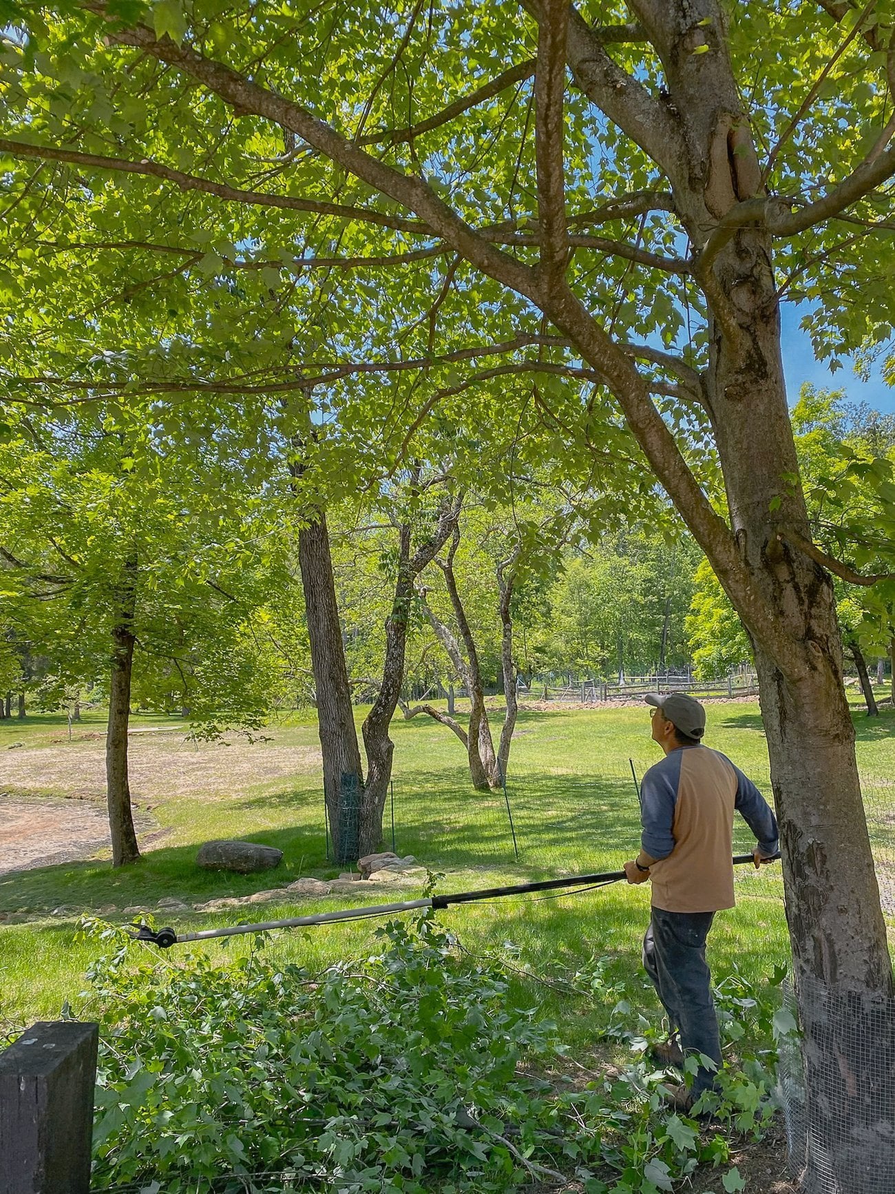 Bill pruning trees
