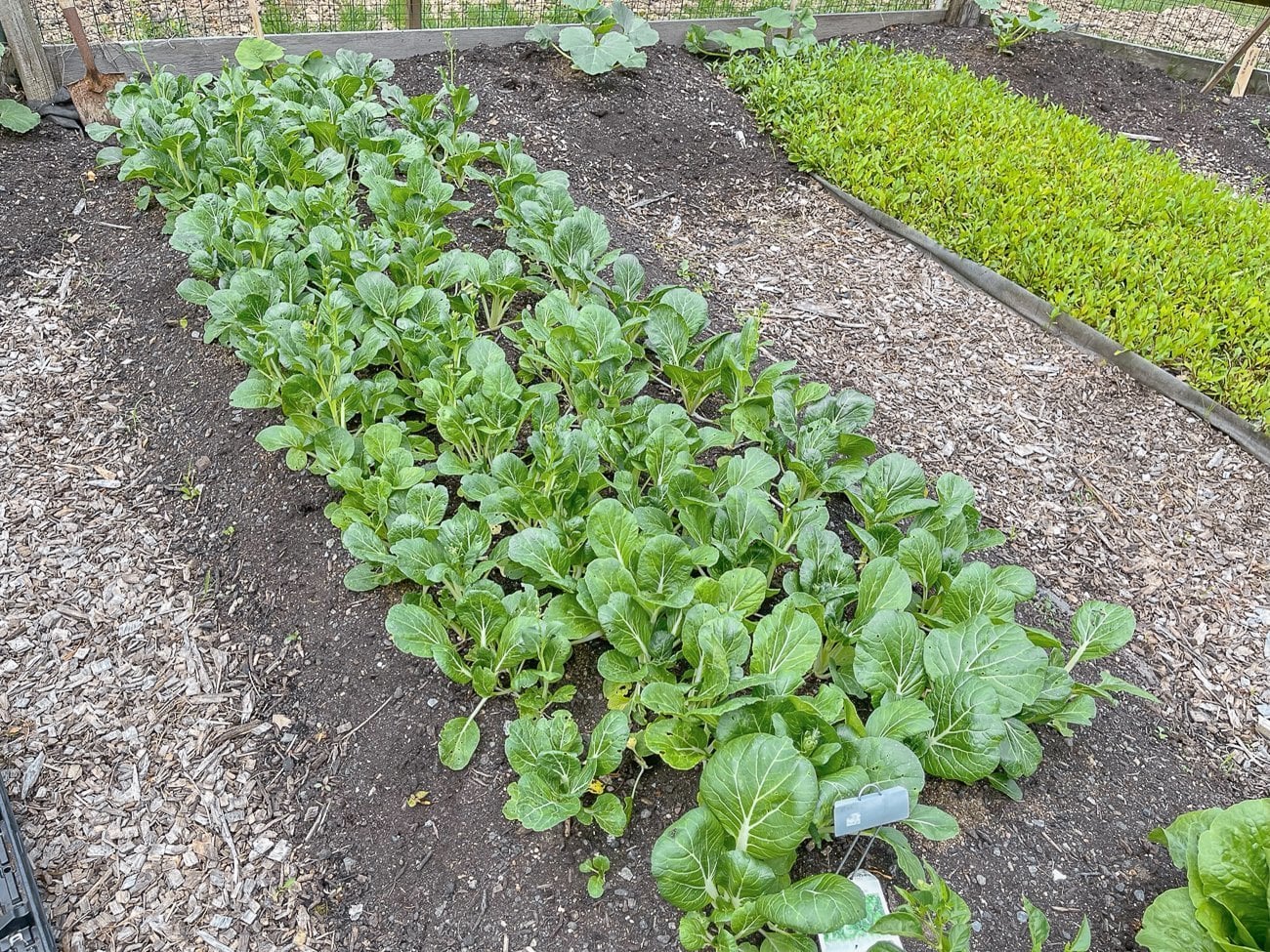 greens growing in garden