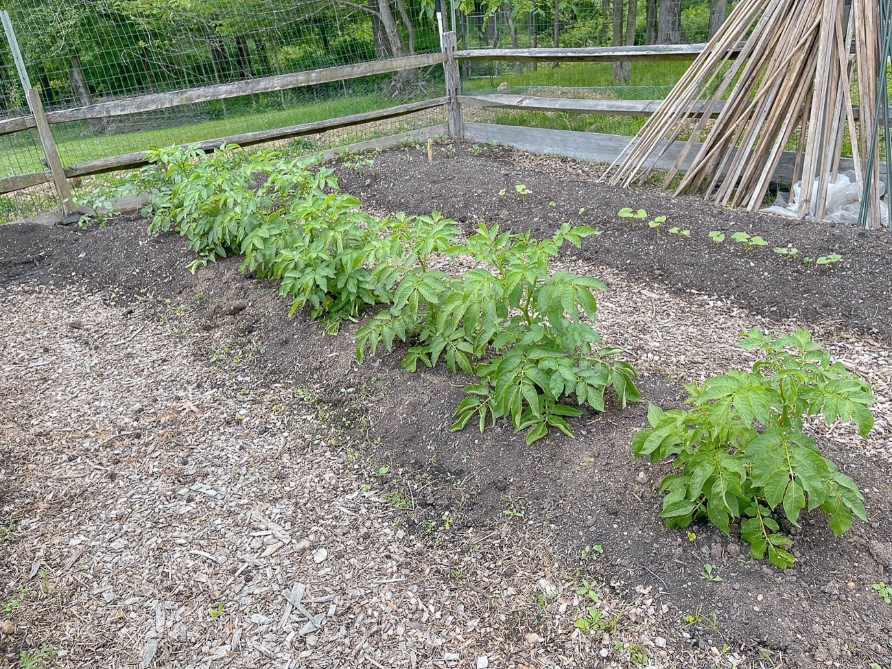 potato plants