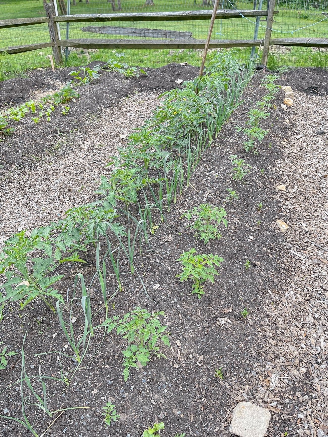 leeks and tomatoes