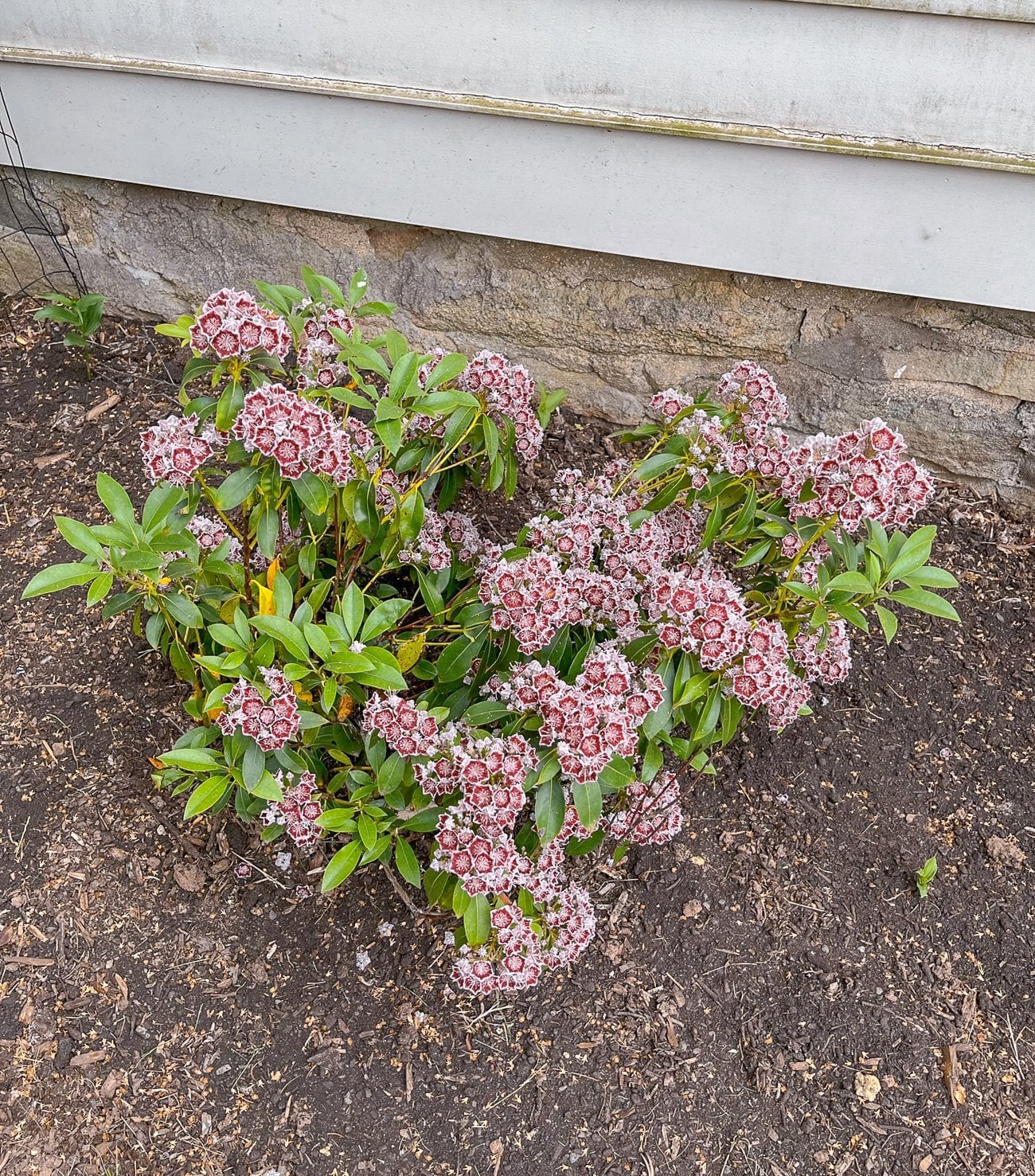 mountain laurel in flower