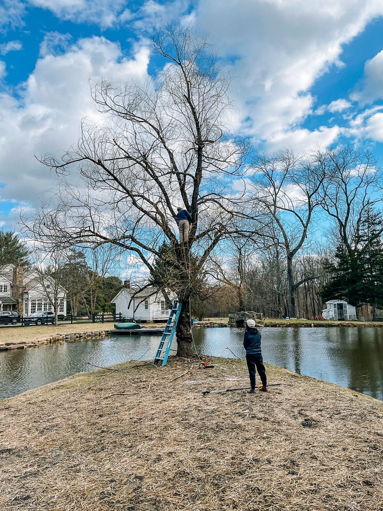 Pruning willow tree