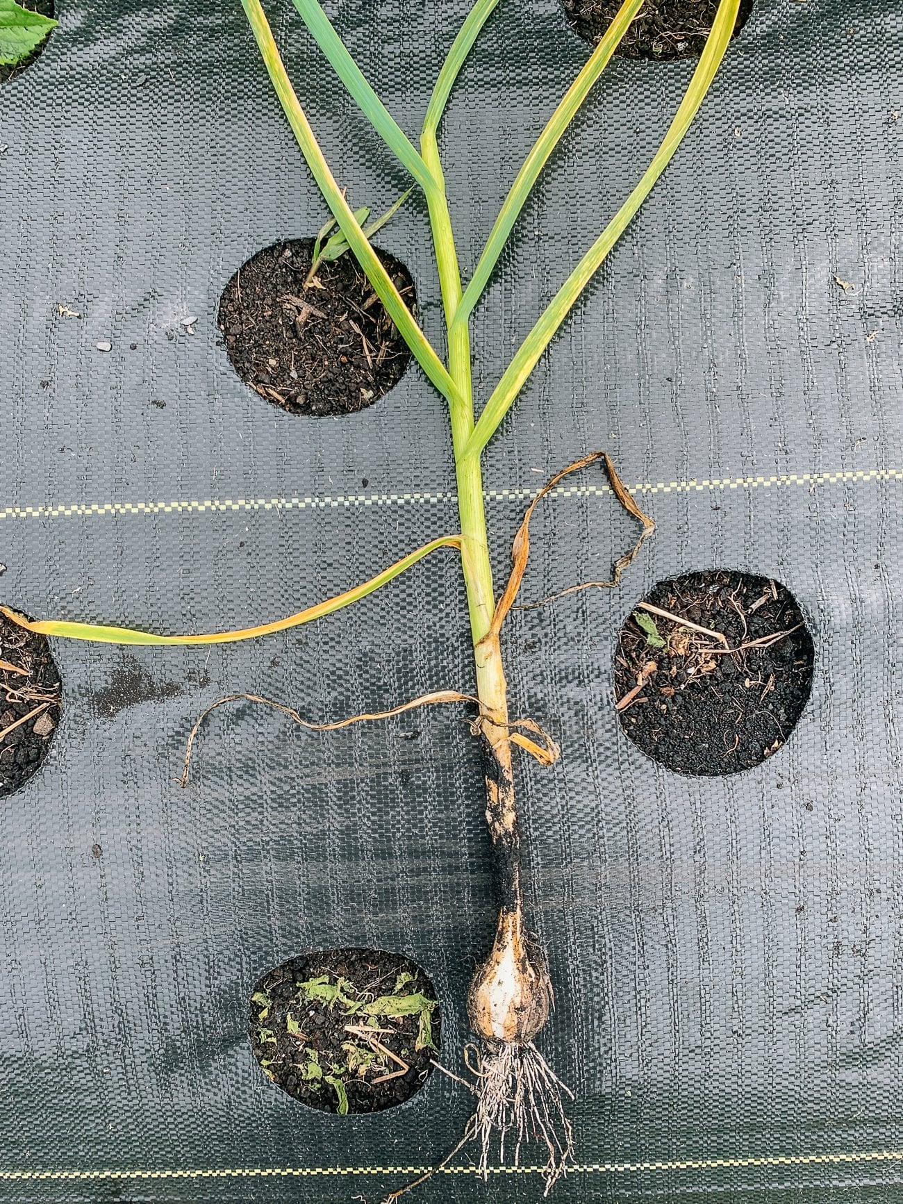 fresh garlic just harvested